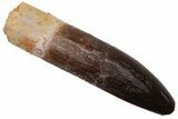 Fossil Sauropod Dinosaur (Titanosaur?) Tooth - Morocco #218376-1